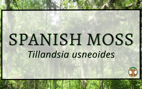 Spanish moss