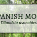 Spanish moss