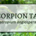 Scorpiontail