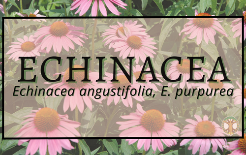 Echinacea 1