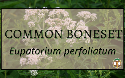 Common boneset