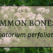 Common boneset