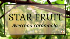 Star fruit