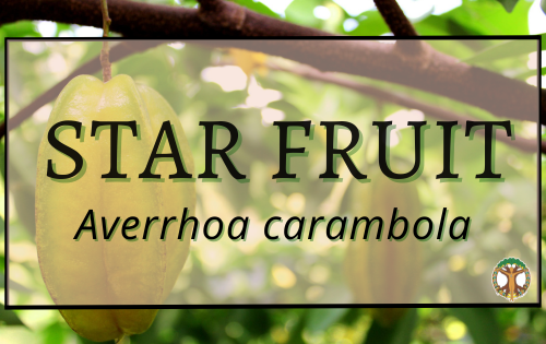 Star fruit